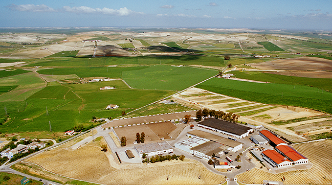 Campo